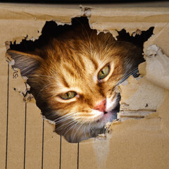 Orange cat destroying a box