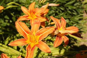 Lily flowers on a green background in the garden