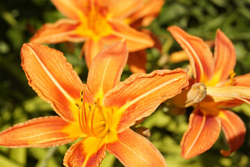Lily flowers on a green background in the garden