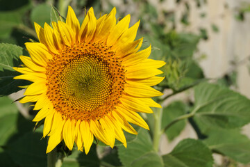 A blooming sunflower on a background of green leaves