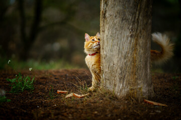 Orange cat in the forest