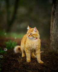 Orange cat in the forest