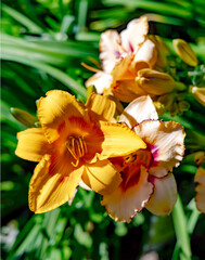 Daylily Daring Dilemma with a lot of buds close up on a bright sunny day	