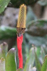 red and yellow flower