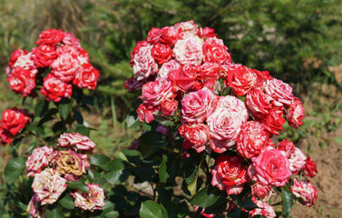 A climbing rose grows in the garden on a flower bed