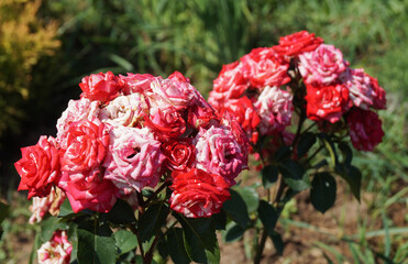 A climbing rose grows in the garden on a flower bed