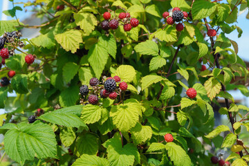 Black bush raspberries are sprouting in the summer garden