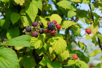 Black bush raspberries are sprouting in the summer garden