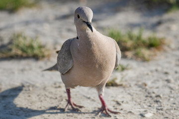 Turkish dove close-up.