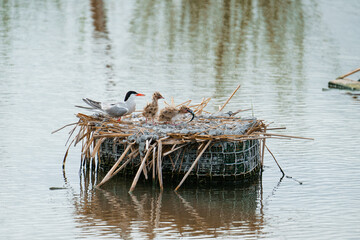 Common Tern feeding its offspring on the nest