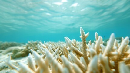 Coral Reef Close-up, Underwater scene with corals, Marine Environment.