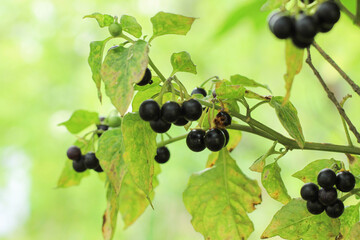 The black nightshade (Solanum nigrum) poisonous weed. Ball shaped fruits, ripening on lush racemes. Black nightshade shrub berries and wide leaves.