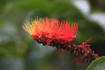 red and yellow flower