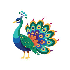 Peacock color  Vector Illustration
