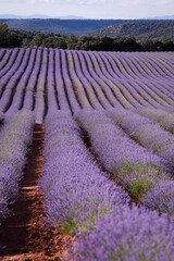 Lavender flower blooming scented fields in endless rows on sunset. Selective focus on Bushes of...