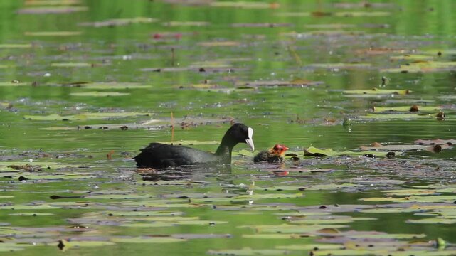 The Eurasian coot with the offspring from Crna Mlaka
