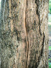 The bark of a tree up close