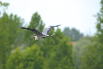 Airone cenerino in volo