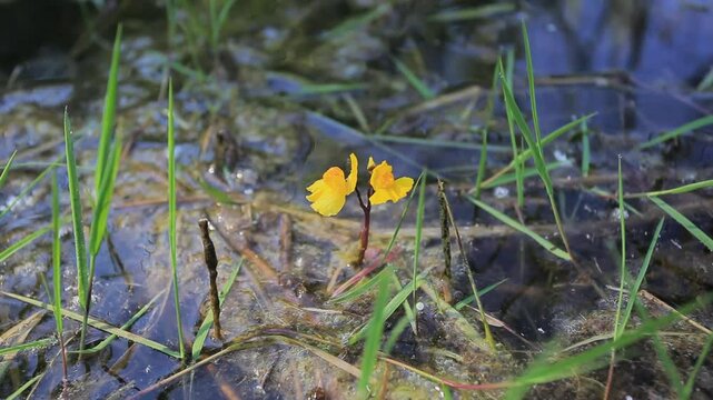Flowers of the Utricularia vulgaris, an aquatic species of bladderwort