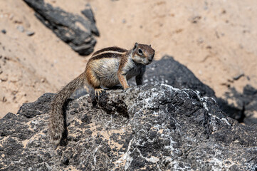 Barbary ground squirrel, atlantoxerus getulus, invasive species scavenging for food amongst rocks, Costa Calma, Fuerteventura