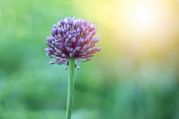 Allium sphaerocephalon, known as snake garlic, is a type of onion belonging to the Amaryllidaceae family. Close up on bloom plant.