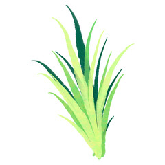 Watercolor green grass, nature, leaf