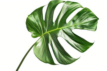 Fototapeta premium This UHD 4K image is perfect for creating stunning visuals, showcasing the intricate details and vibrant green hues of the plant.