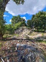 forest landscape in Berlin Treptow/Köpenick
