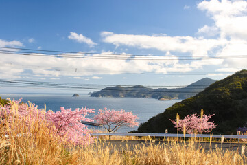 海沿いの道に咲く河津桜