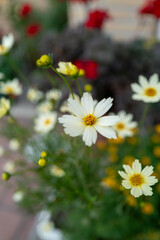 花壇に咲く満開のキンバイタウコギ