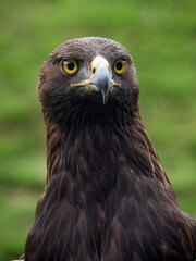 Imperial eagle in the Cabarceno park in Cantabria (Spain)