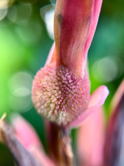 カンナの花のつぼみのクローズアップ