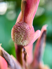 カンナの花のつぼみのクローズアップ