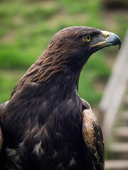 Imperial eagle in the Cabarceno park in Cantabria (Spain)