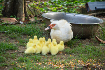 Family Time: Duck and Ducklings