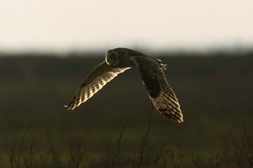 Hibou des marais, Hibou brachyote, Asio flammeus, Short eared Owl, region Pays de Loire; marais Breton; 85, Vendée, Loire Atlantique, France