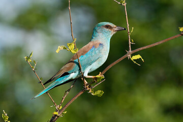 Rollier d'Europe,. Coracias garrulus, European Roller