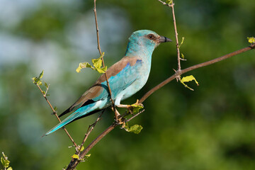 Rollier d'Europe,. Coracias garrulus, European Roller