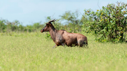 Damalisque, Damaliscus lunatus, Parc national Kruger, Afrique du Sud