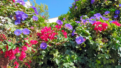 Dos planta de hojas verdes: buganvilla de flor roja i campanilla morada