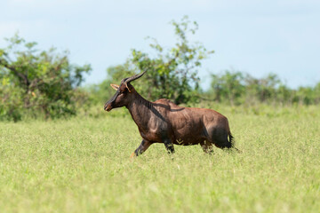 Fototapeta premium Damalisque, Damaliscus lunatus, Parc national Kruger, Afrique du Sud