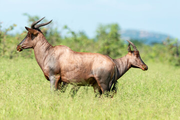 Damalisque, Damaliscus lunatus, Parc national Kruger, Afrique du Sud