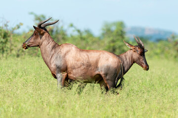 Damalisque, Damaliscus lunatus, Parc national Kruger, Afrique du Sud