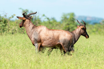 Damalisque, Damaliscus lunatus, Parc national Kruger, Afrique du Sud