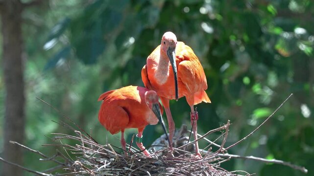 scarlet ibis bird