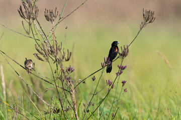 Euplecte à longue queue, mâle et femelle, .Euplectes progne, Long tailed Widowbird, Afrique du Sud
