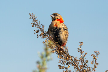 Euplecte ignicolore, male, .Euplectes orix, Southern Red Bishop, Afrique du Sud