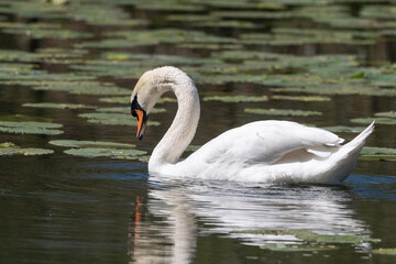 Cygne tuberculé,.Cygnus olor, Mute Swan