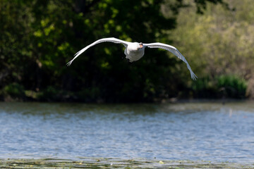 Cygne tuberculé,.Cygnus olor, Mute Swan, Etang aux Moines, Chemin des marais,  Marais de Fontenay, Marais des Basses Vallées de l'Essonne et de la Juine, Essonne, 91, France