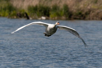 Cygne tuberculé,.Cygnus olor, Mute Swan, Etang aux Moines, Chemin des marais,  Marais de Fontenay, Marais des Basses Vallées de l'Essonne et de la Juine, Essonne, 91, France